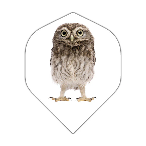 Owl Owl